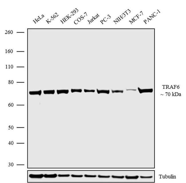 TRAF6 Antibody in Western Blot (WB)