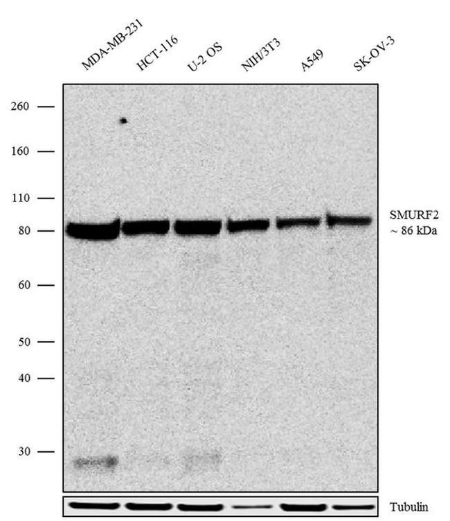 SMURF2 Antibody in Western Blot (WB)