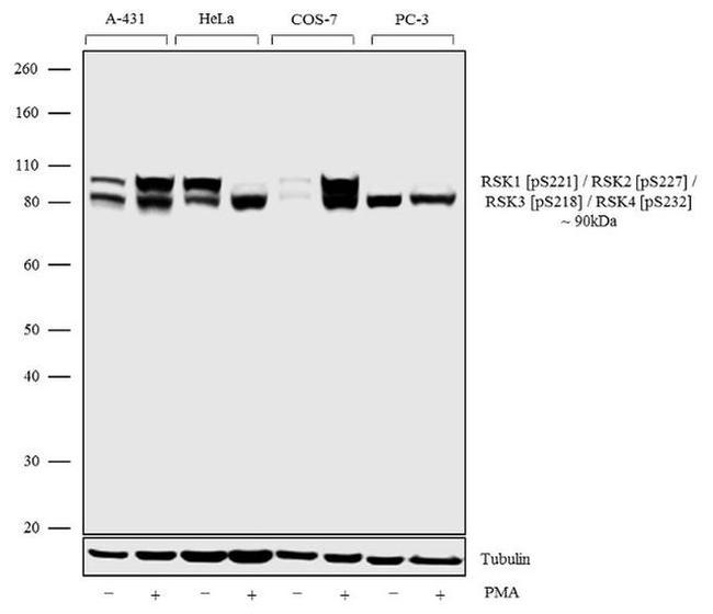 Phospho-RSK Pan (Ser221, Ser227, Ser218, Ser232) Antibody in Western Blot (WB)