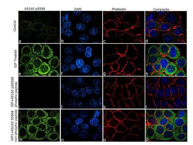 Phospho-AS160 (Ser588) Antibody