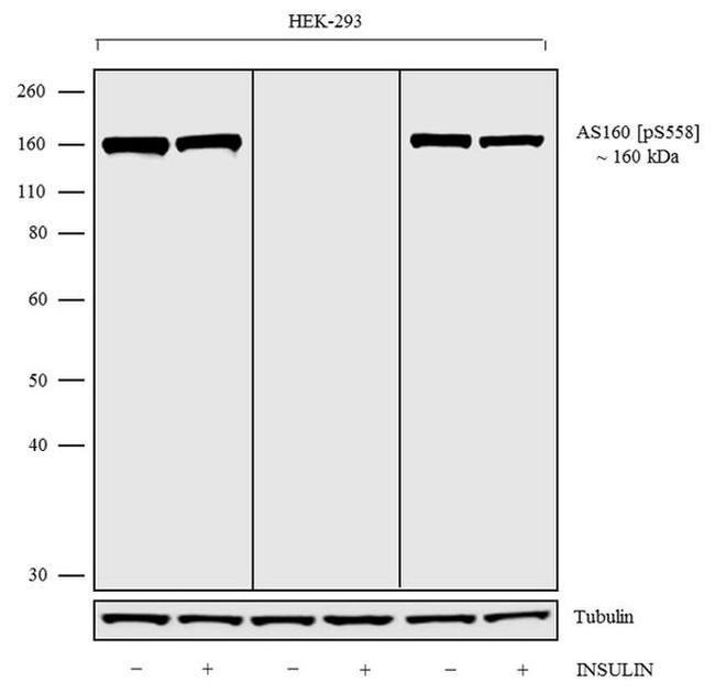 Phospho-AS160 (Ser588) Antibody in Western Blot (WB)