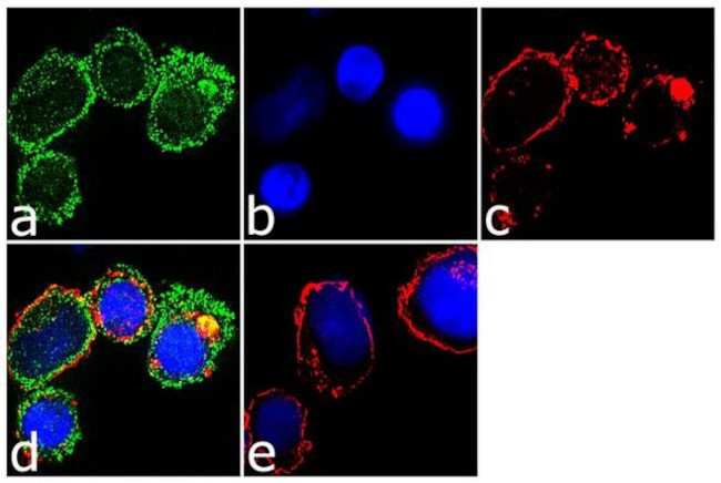 CX3CR1 Antibody in Immunocytochemistry (ICC/IF)