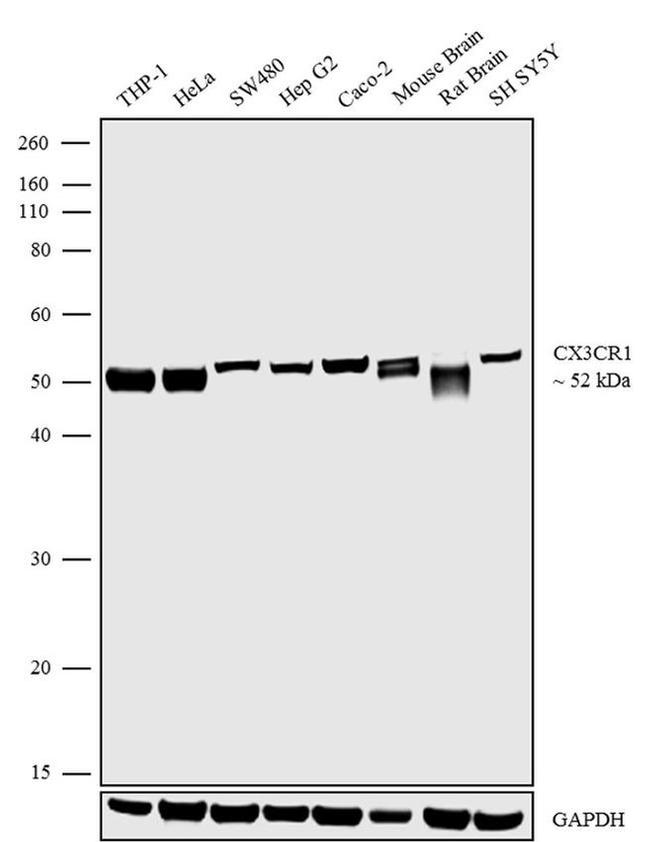 CX3CR1 Antibody in Western Blot (WB)