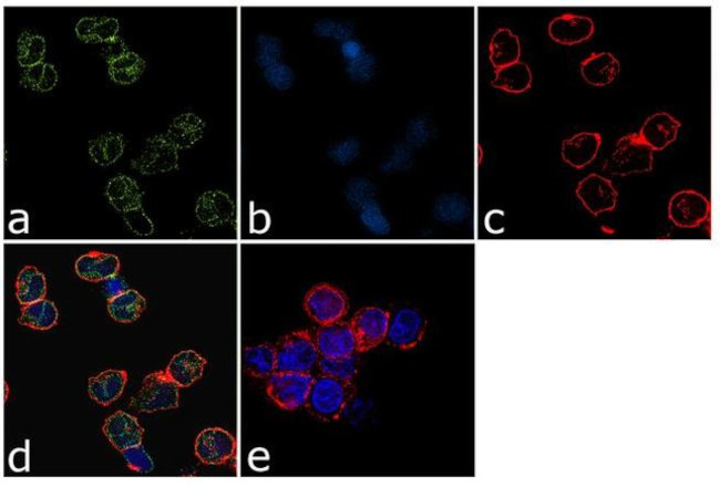 IRF9 Antibody in Immunocytochemistry (ICC/IF)