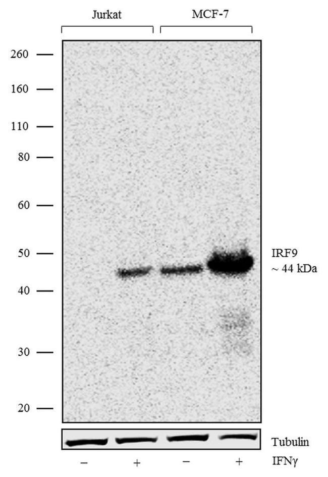 IRF9 Antibody in Western Blot (WB)