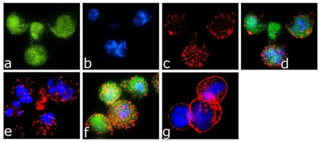 Phospho-c-Abl (Tyr393) Antibody in Immunocytochemistry (ICC/IF)