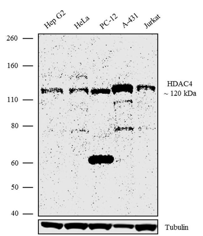 HDAC4 Antibody in Western Blot (WB)