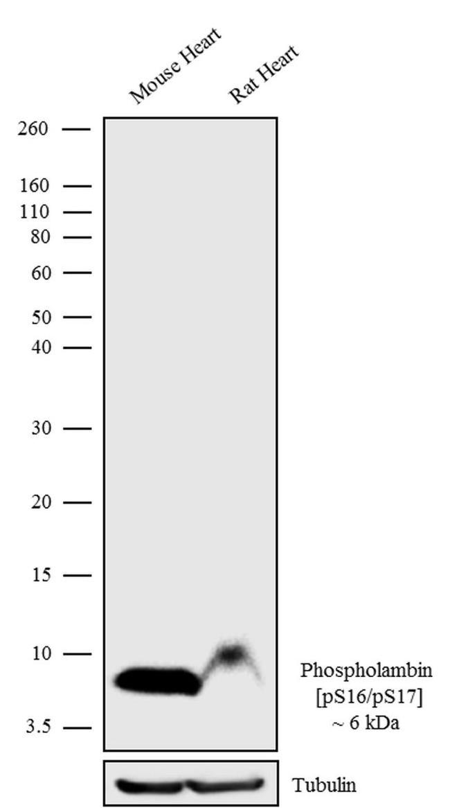 Phospho-Phospholamban (Ser16, Ser17) Antibody in Western Blot (WB)