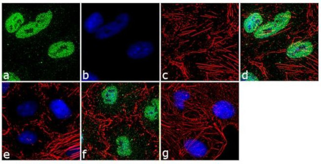 Phospho-Paxillin (Ser178) Antibody in Immunocytochemistry (ICC/IF)