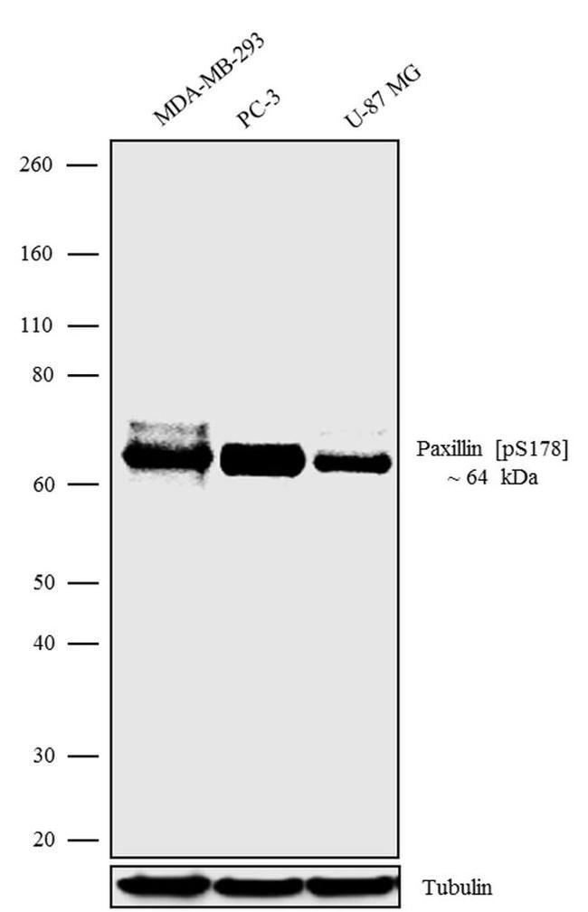 Phospho-Paxillin (Ser178) Antibody in Western Blot (WB)