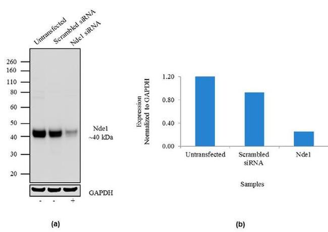 NDE1 Antibody in Western Blot (WB)