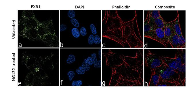 FXR1 Antibody