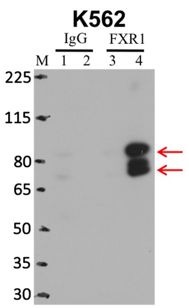 FXR1 Antibody in RNA Immunoprecipitation (RIP)