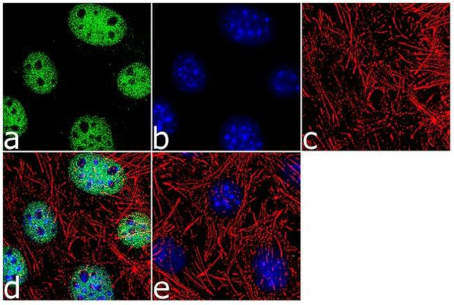 BAF53A Antibody in Immunocytochemistry (ICC/IF)