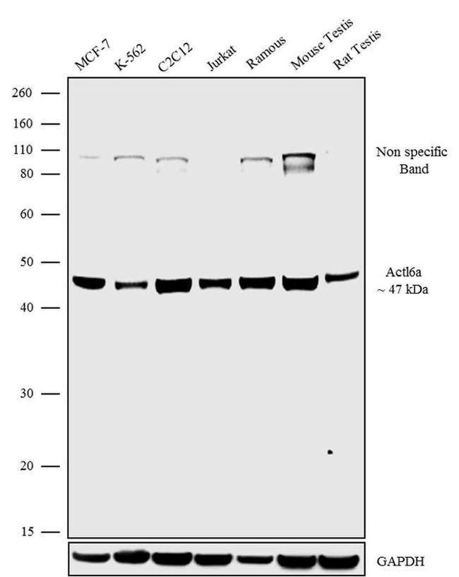 BAF53A Antibody in Western Blot (WB)