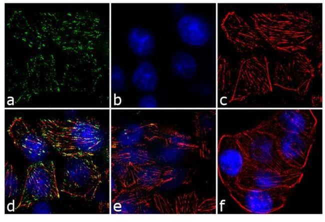 JAK2 Antibody