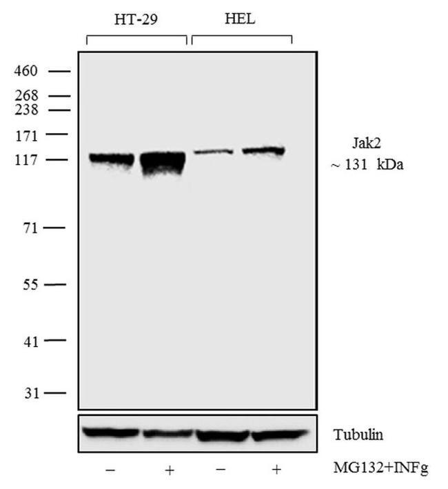 JAK2 Antibody in Western Blot (WB)