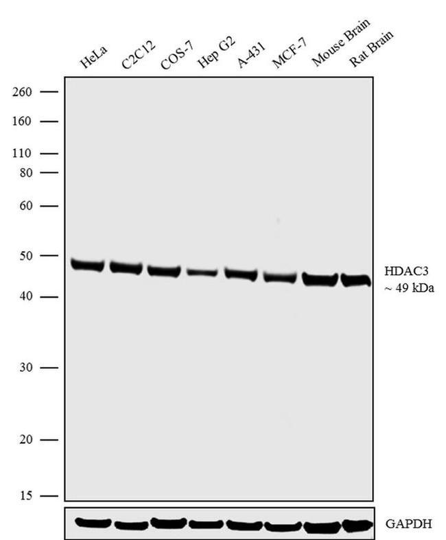 HDAC3 Antibody in Western Blot (WB)