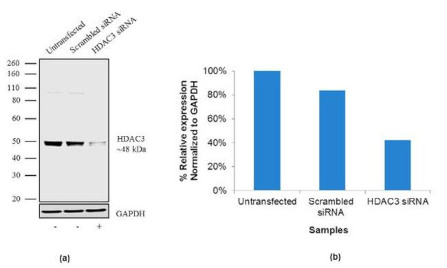 HDAC3 Antibody