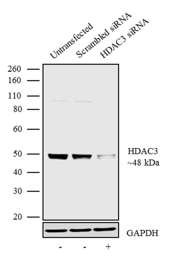 HDAC3 Antibody in Western Blot (WB)