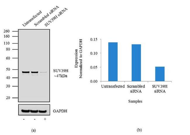 SUV39H1 Antibody in Western Blot (WB)