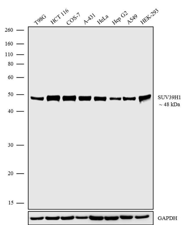 SUV39H1 Antibody in Western Blot (WB)