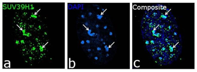 SUV39H1 Antibody in Immunocytochemistry (ICC/IF)