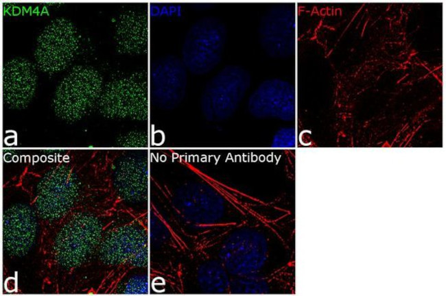 JMJD2A Antibody in Immunocytochemistry (ICC/IF)