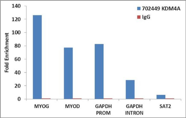 JMJD2A Antibody in ChIP Assay (ChIP)