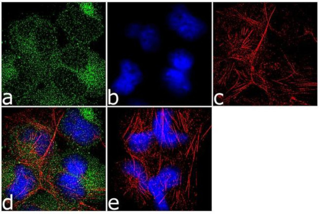 14-3-3 zeta Antibody in Immunocytochemistry (ICC/IF)