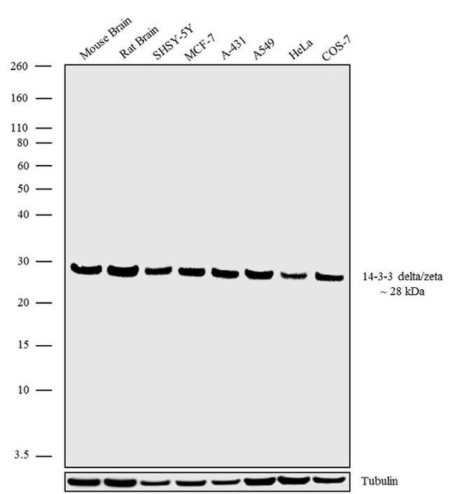 14-3-3 zeta Antibody in Western Blot (WB)