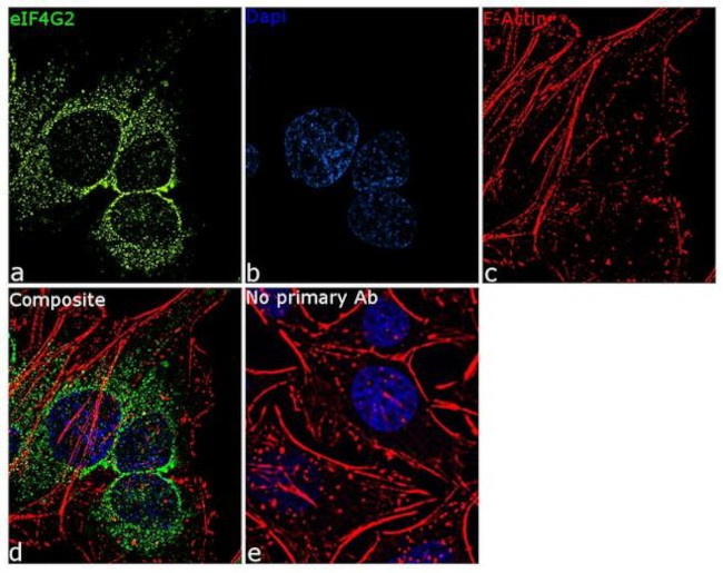 DAP5 Antibody in Immunocytochemistry (ICC/IF)