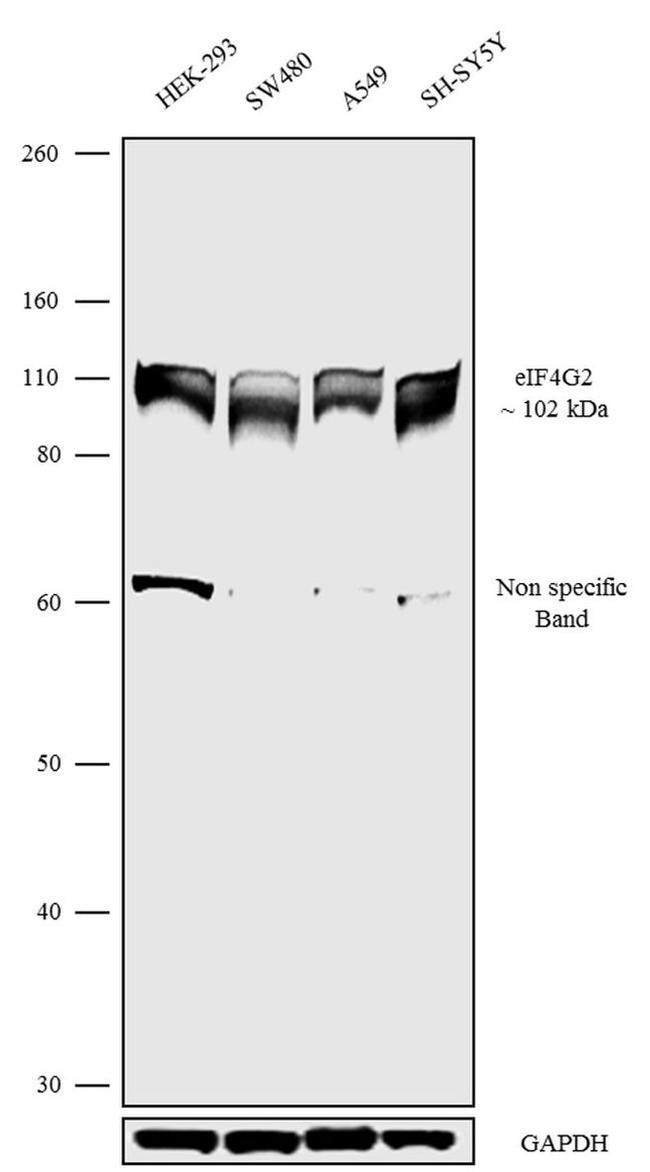 DAP5 Antibody in Western Blot (WB)