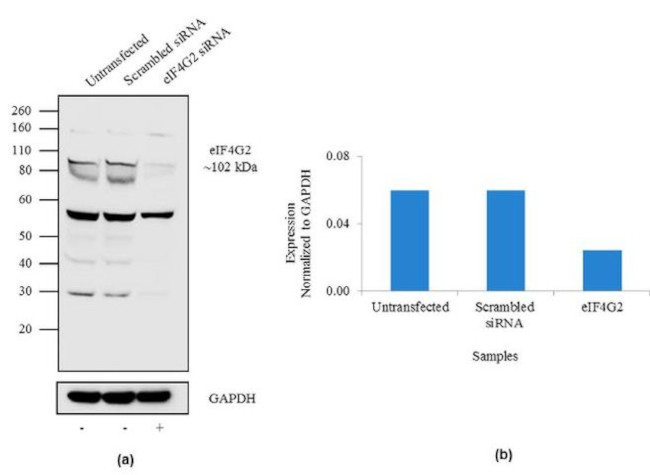 DAP5 Antibody