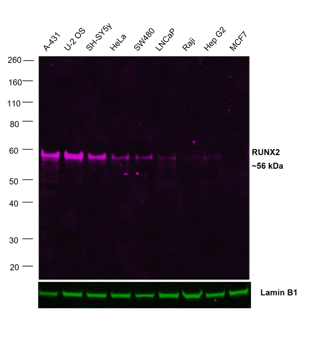 RUNX2 Antibody