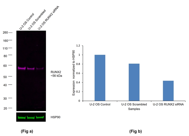 RUNX2 Antibody in Western Blot (WB)