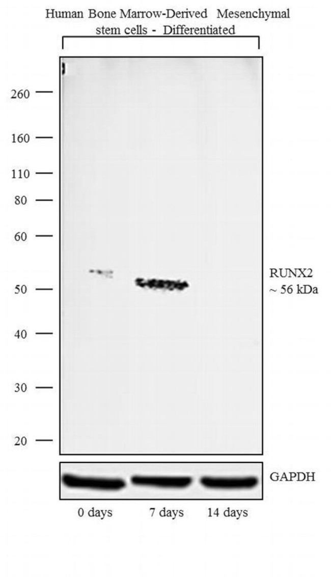 RUNX2 Antibody