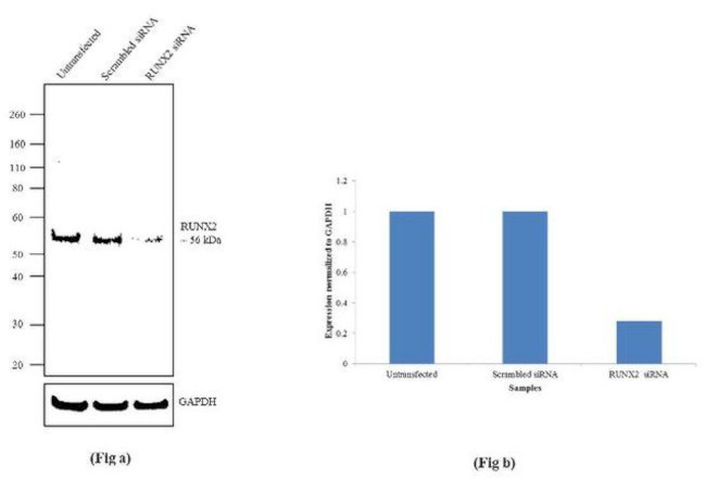 RUNX2 Antibody