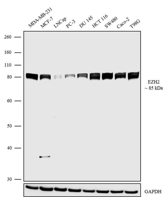 EZH2 Antibody in Western Blot (WB)