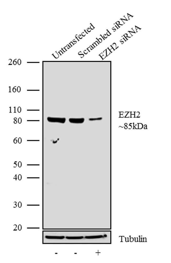 EZH2 Antibody in Western Blot (WB)