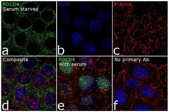 PDCD4 Antibody