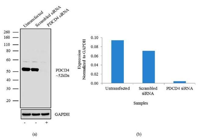 PDCD4 Antibody in Western Blot (WB)