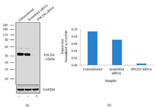 PDCD4 Antibody