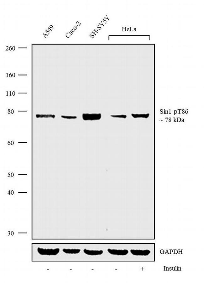 Phospho-MAPKAP1 (Thr86) Antibody in Western Blot (WB)