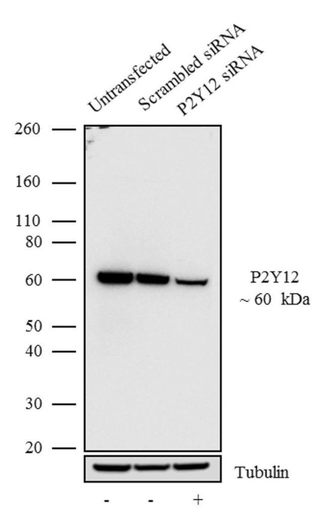 P2Y12 Antibody