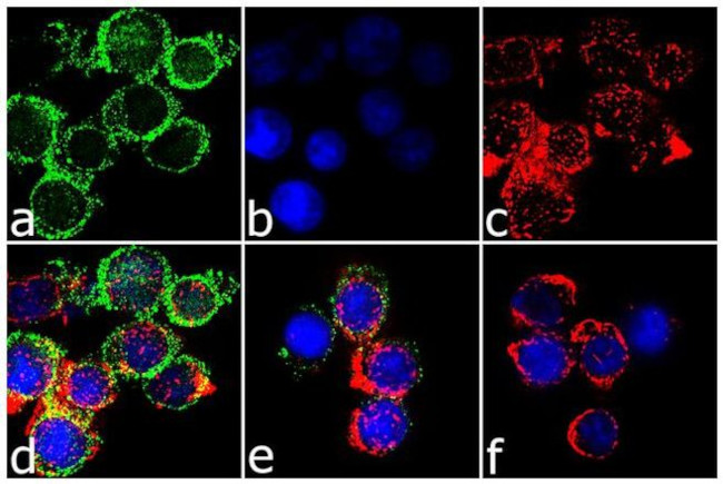 CTLA-4 Antibody in Immunocytochemistry (ICC/IF)