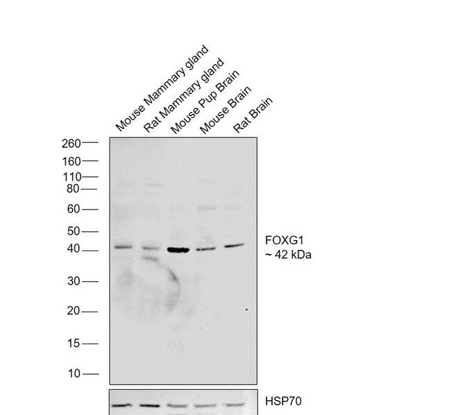 FOXG1 Antibody in Western Blot (WB)