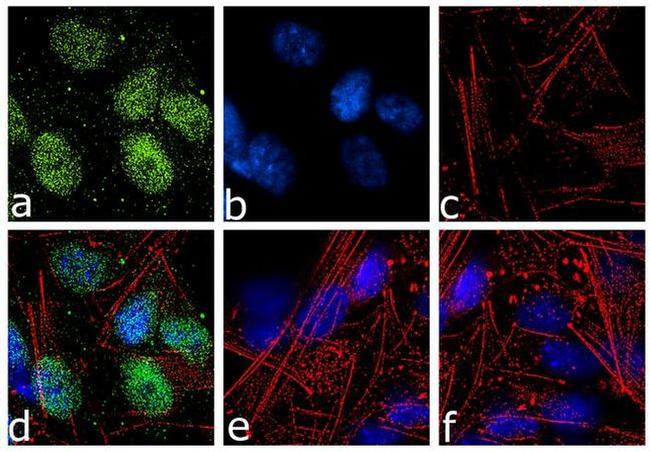 Neurogenin 2 Antibody