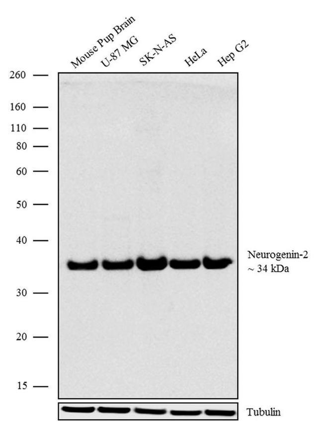 Neurogenin 2 Antibody in Western Blot (WB)