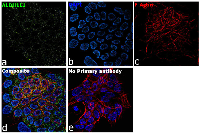 ALDH1L1 Antibody in Immunocytochemistry (ICC/IF)